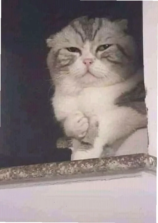 meme mèo ôm đầu