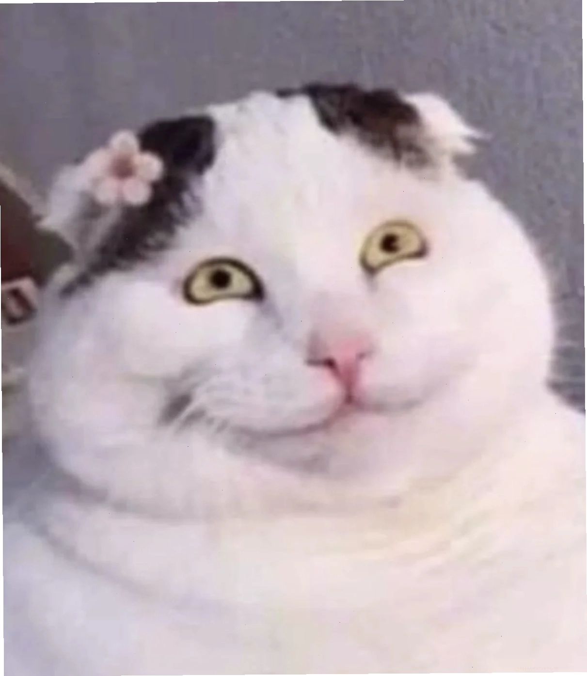 meme mèo ôm đầu