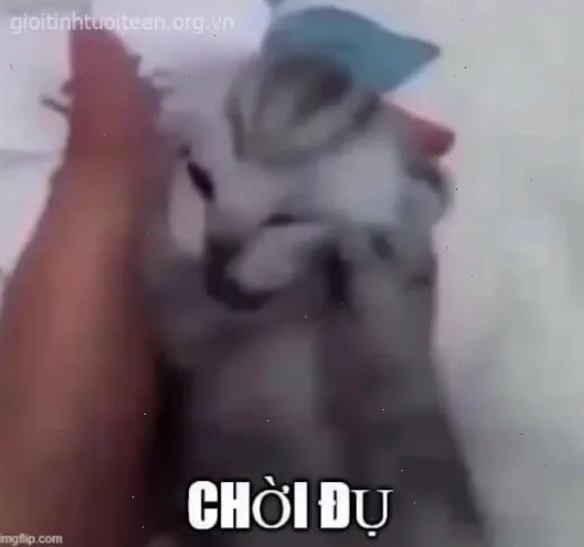meme mèo ôm đầu