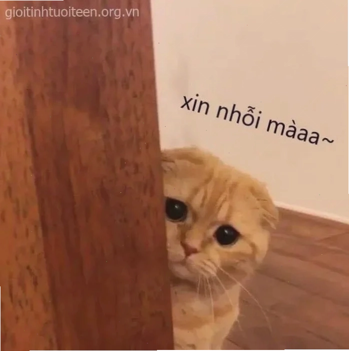 meme mèo ôm đầu