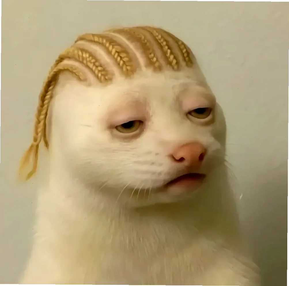 meme mèo ôm đầu