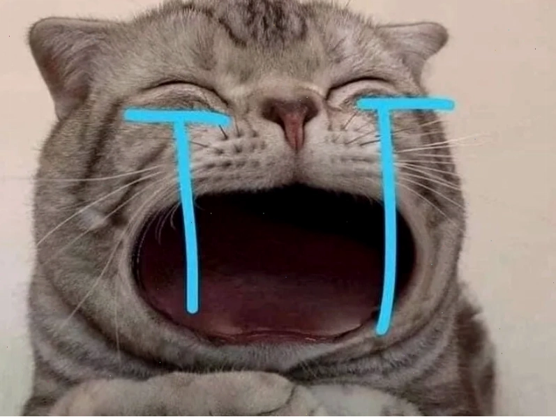 meme mèo ôm đầu