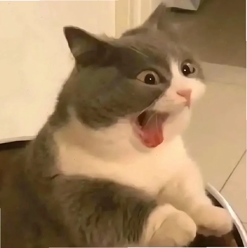 meme mèo ôm đầu