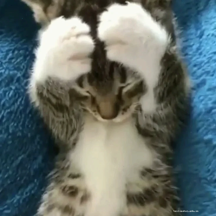 meme mèo ôm đầu gif