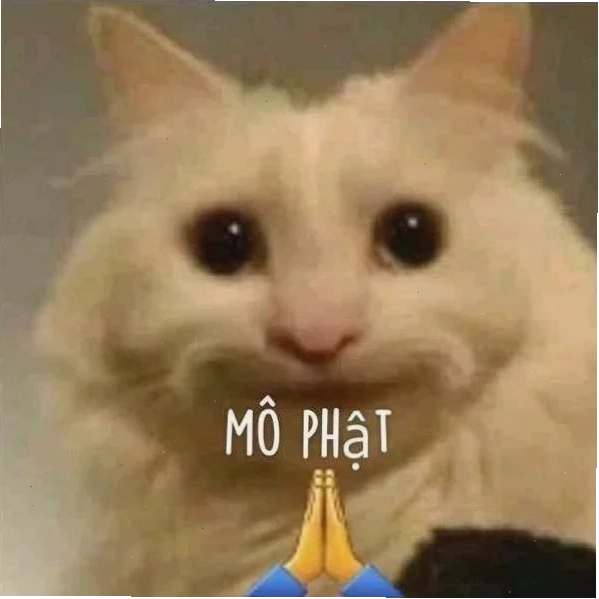 Mèo ôm đầu hét lên meme mèo ôm đầu la hét