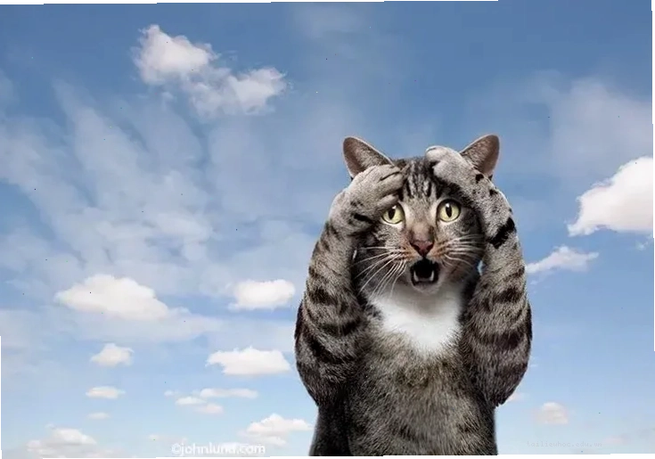 Mèo ôm đầu tuyệt vọng meme mèo ôm đầu tuyệt vọng