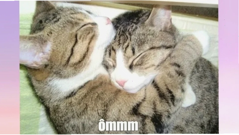 Meme mèo ôm ngủ trong ổ đệm êm ái