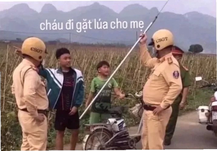 Mèo cầm phóng lợn meme mèo phóng lợn đáng yêu
