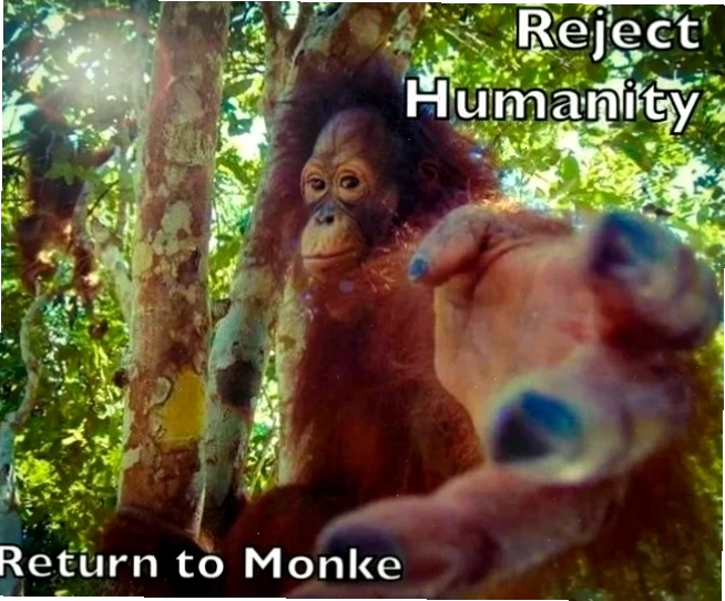 meme mèo sự thật nổ não meme mèo sự thật nổ não ngộ nghĩnh