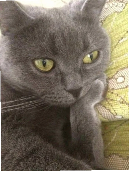 Mèo bất ngờ meme mèo suy ngẫm