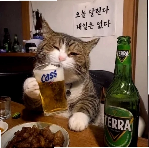 Mèo suy ngẫm meme mèo suy nghĩ