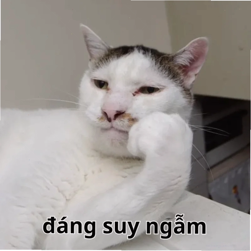 Mèo suy tư meme mèo suy nghĩ