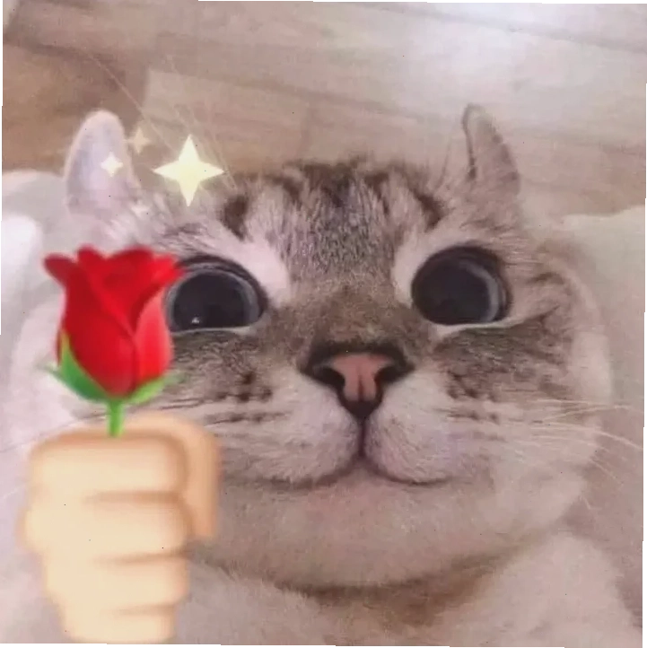 Mèo ôm hoa cam meme mèo tặng hoa