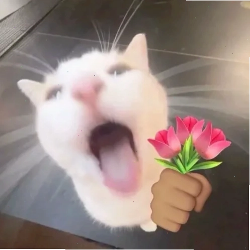 Mèo cạnh hoa hồng đen meme mèo tặng hoa