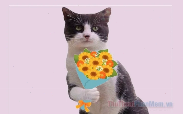 Mèo chạm hoa meme mèo tặng hoa