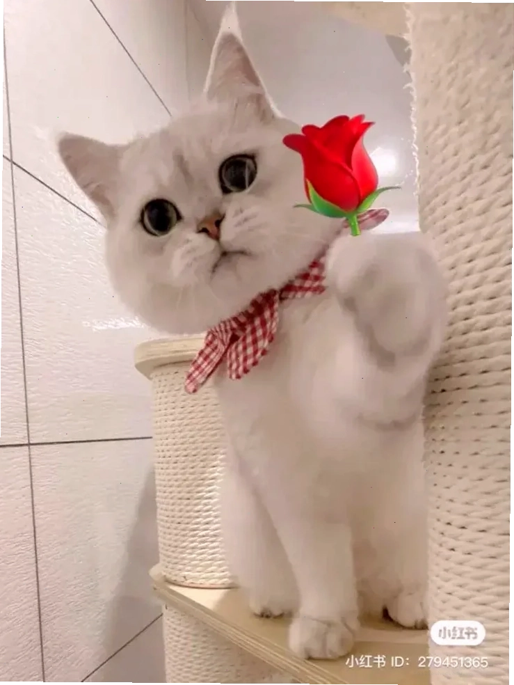 Mèo đặt hoa lên chân meme mèo tặng hoa