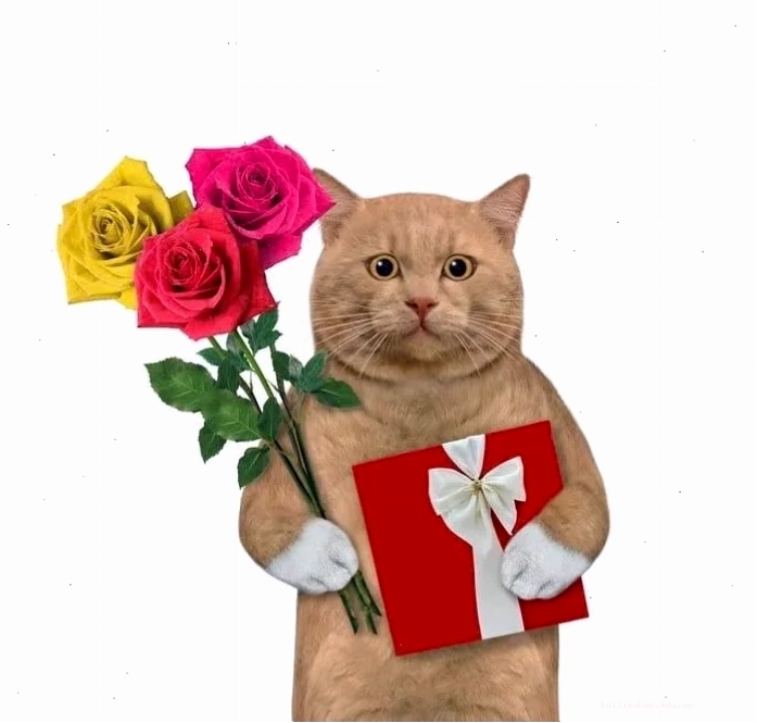 Mèo đặt hoa trên đùi meme mèo tặng hoa