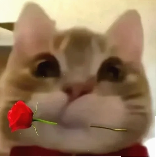 Mèo cầm hoa nâu meme mèo tặng hoa