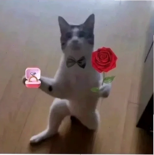 Mèo ôm hoa hồng meme mèo tặng hoa cầm bó hoa hồng
