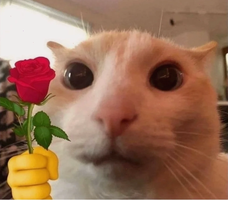 Mèo cầm hoa hồng meme mèo tặng hoa hồng