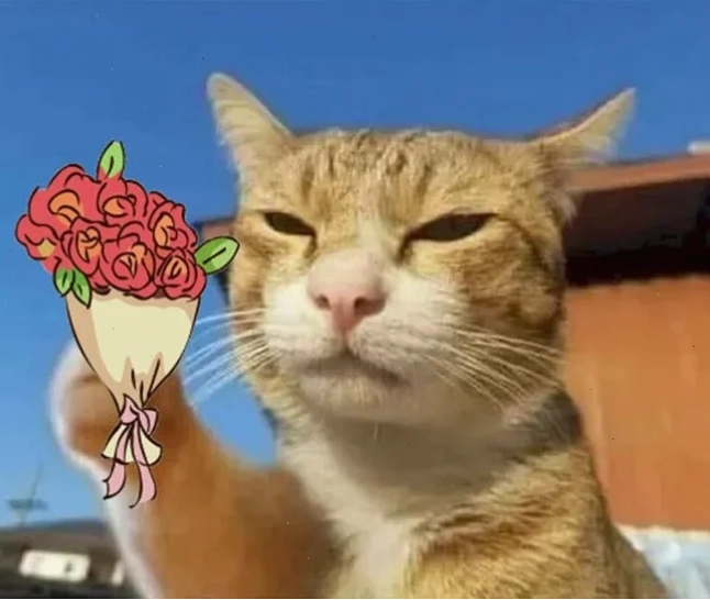 Mèo tặng hoa trắng meme mèo tặng hoa hồng trắng