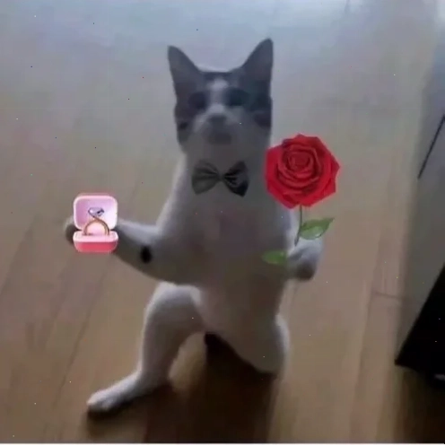 meme mèo tặng nhẫn chú mèo béo ôm nhẫn