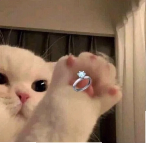 meme mèo tặng nhẫn chú mèo cầm nhẫn cầu hôn