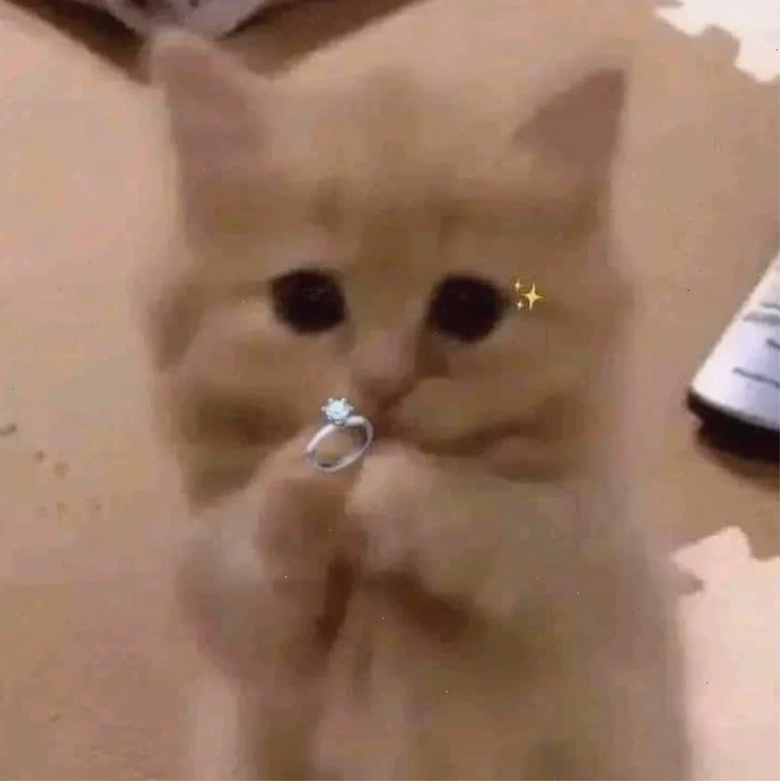 meme mèo tặng nhẫn chú mèo con cầm chiếc nhẫn xinh xắn