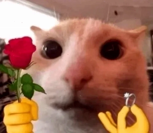 meme mèo tặng nhẫn chú mèo đeo kính cầm nhẫn