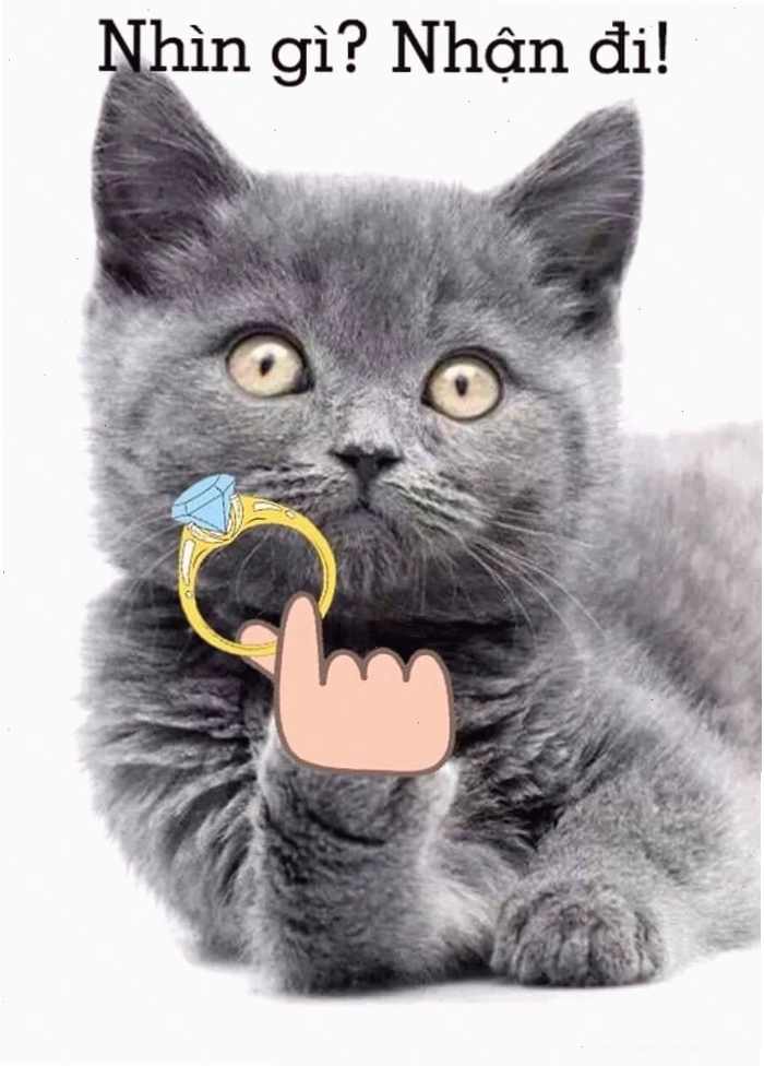 meme mèo tặng nhẫn chú mèo ngủ gật bên chiếc nhẫn