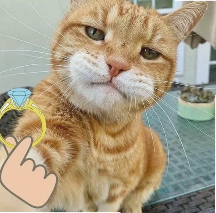 meme mèo tặng nhẫn chú mèo trắng đáng yêu cầm nhẫn