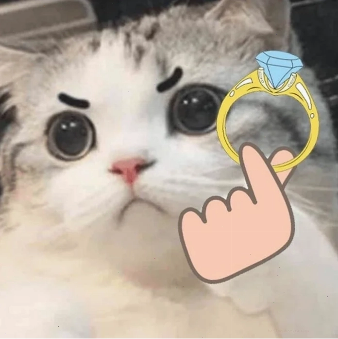 meme mèo tặng nhẫn mèo che mặt ngại ngùng bên nhẫn