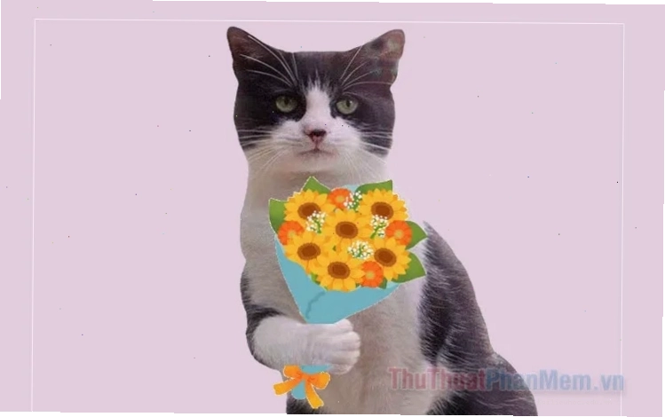 meme mèo tặng nhẫn mèo chơi đùa với hộp nhẫn