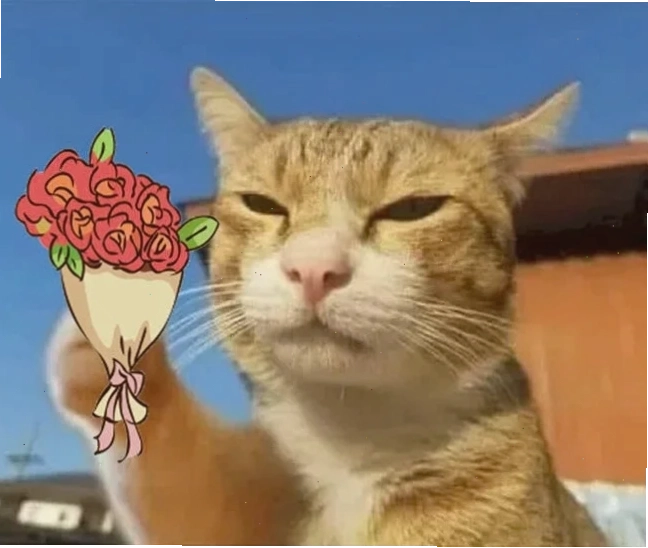 meme mèo tặng nhẫn mèo con nhìn nhẫn đắm đuối