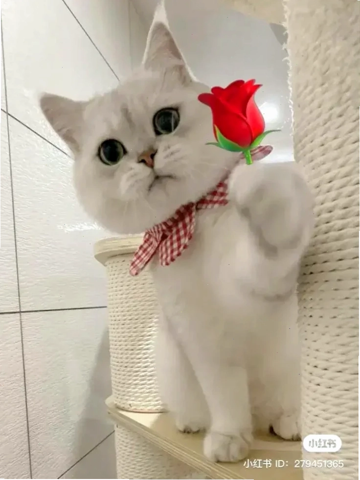 meme mèo tặng nhẫn mèo đeo nơ tặng nhẫn