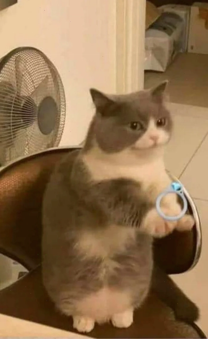 meme mèo tặng nhẫn mèo đưa nhẫn cho người yêu