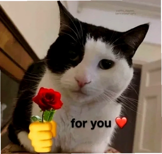 meme mèo tặng nhẫn mèo đứng bằng hai chân cầm nhẫn