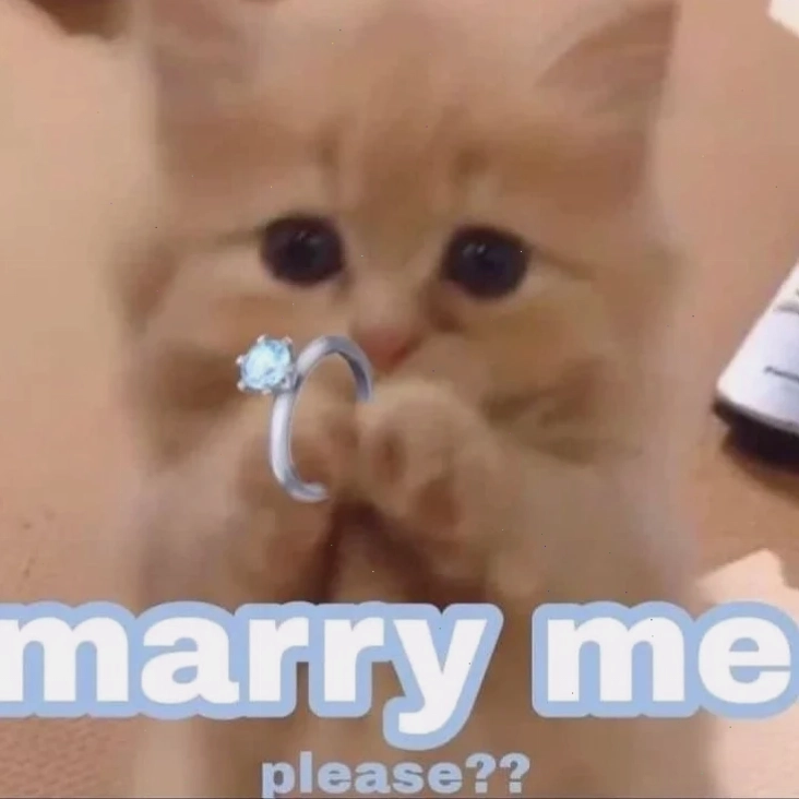 meme mèo tặng nhẫn mèo ngồi trên thảm cùng nhẫn