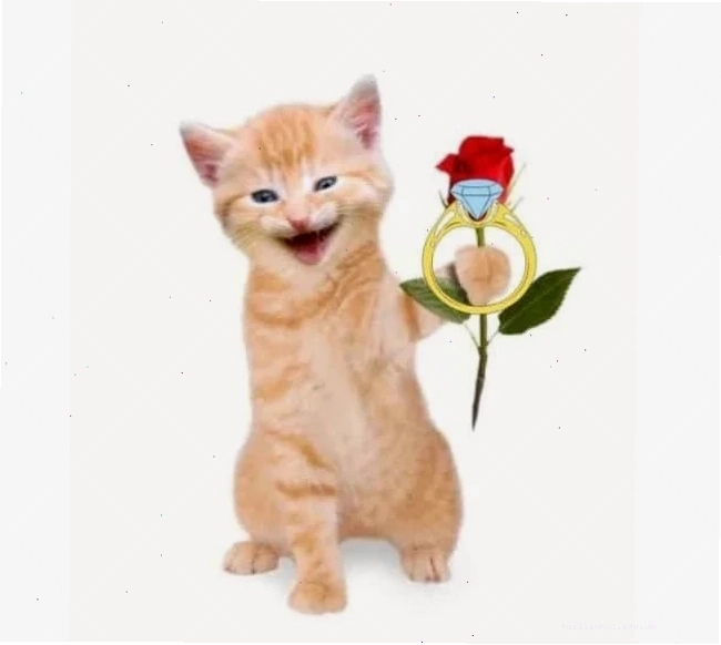 meme mèo tặng nhẫn mèo ôm nhẫn trên bàn