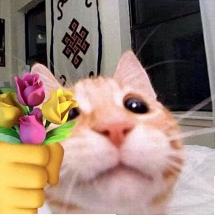 meme mèo tặng nhẫn mèo tam thể với chiếc nhẫn