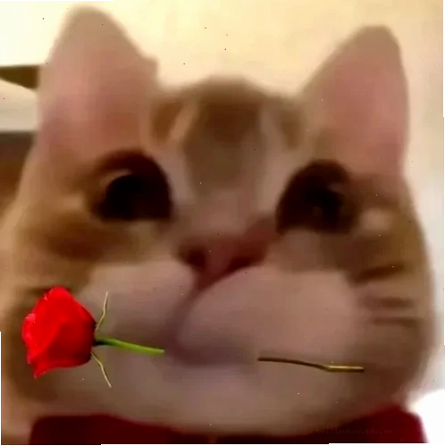 meme mèo tặng nhẫn mèo trong khung cảnh lãng mạn