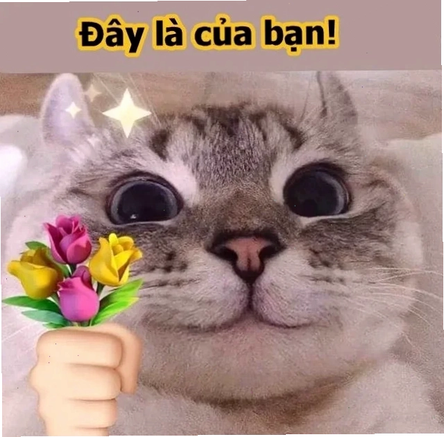 meme mèo tặng nhẫn mèo với gương mặt hờn dỗi