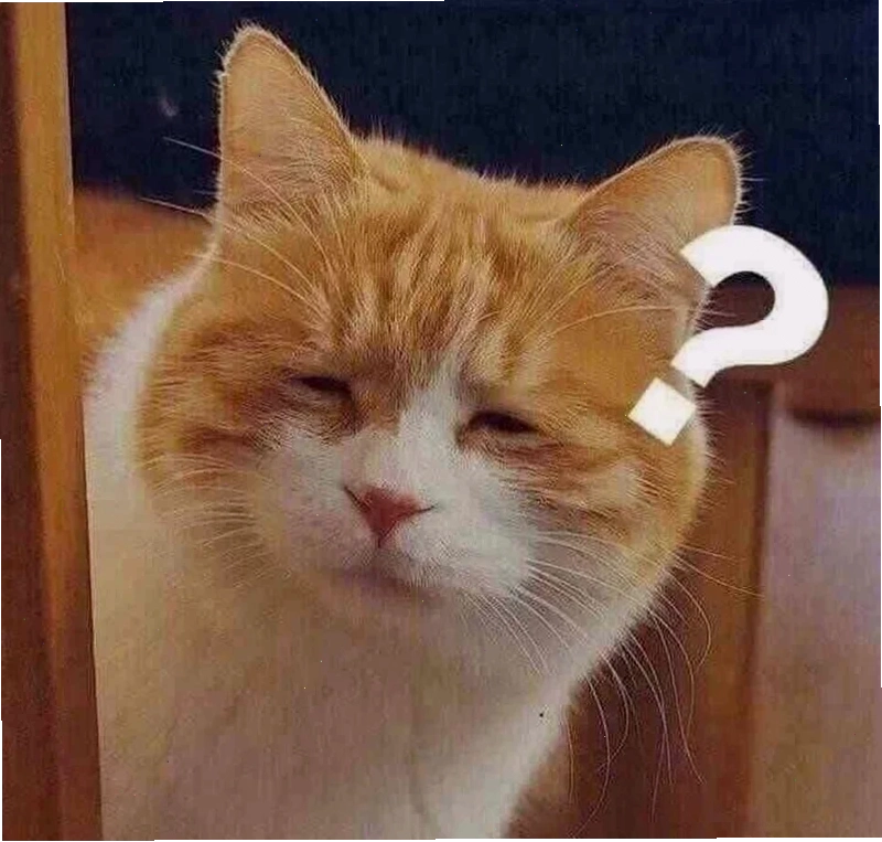meme mèo tiktok