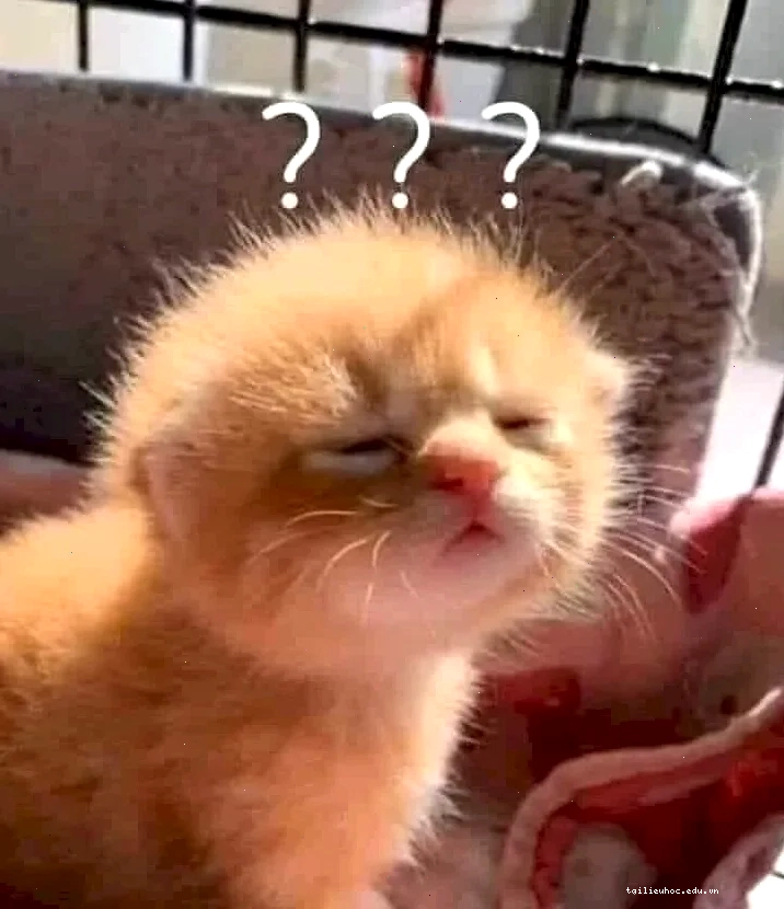 meme mèo tom chấm hỏi kinh điển