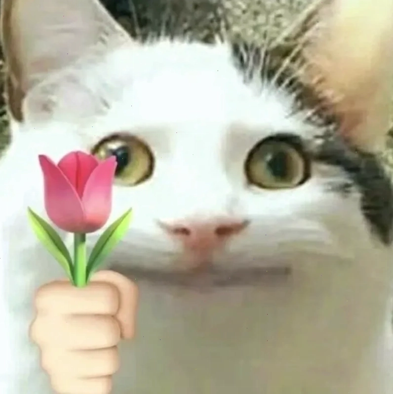 Mèo vàng ôm đầu meme mèo vàng ôm đầu