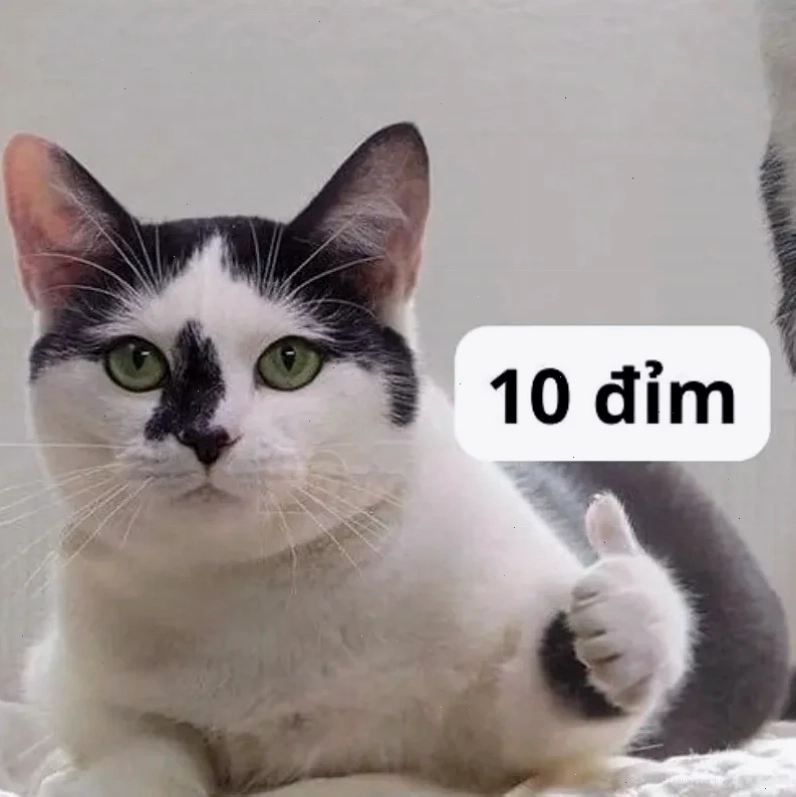 meme mười điểm cười meme mười điểm cười