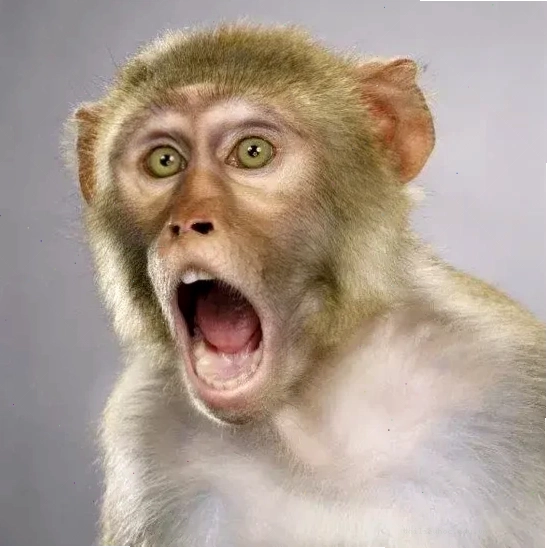 Meme ngạc nhiên meme ngạc nhiên