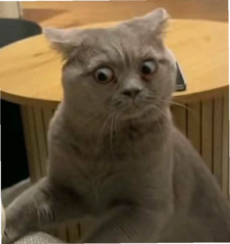 Meme ngạc nhiên mèo meme ngạc nhiên mèo