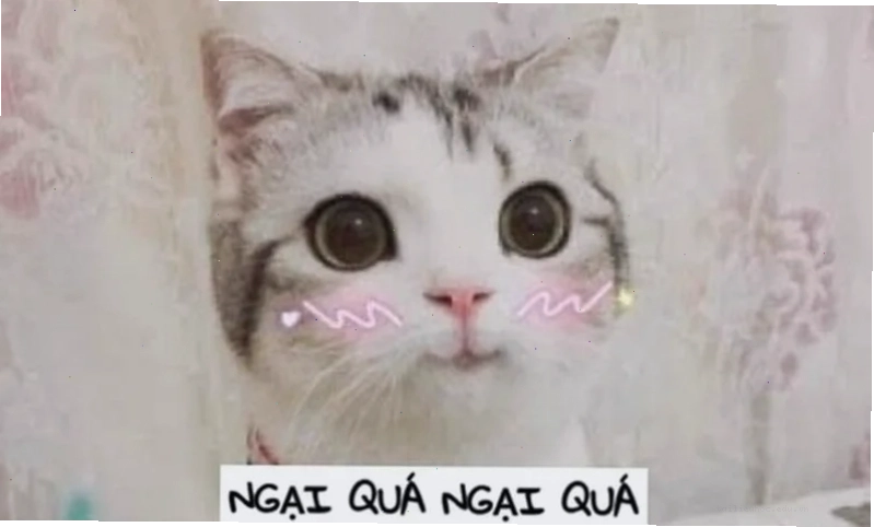meme ngại ngáo ngơ