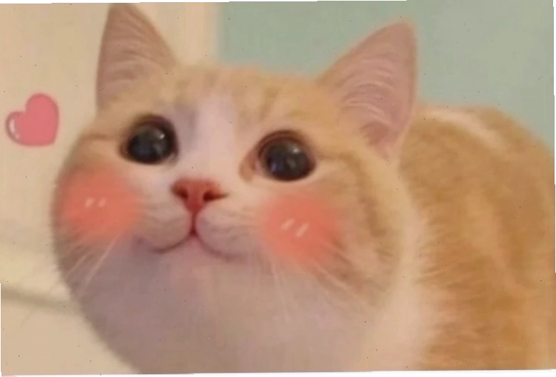 meme ngại rái cá